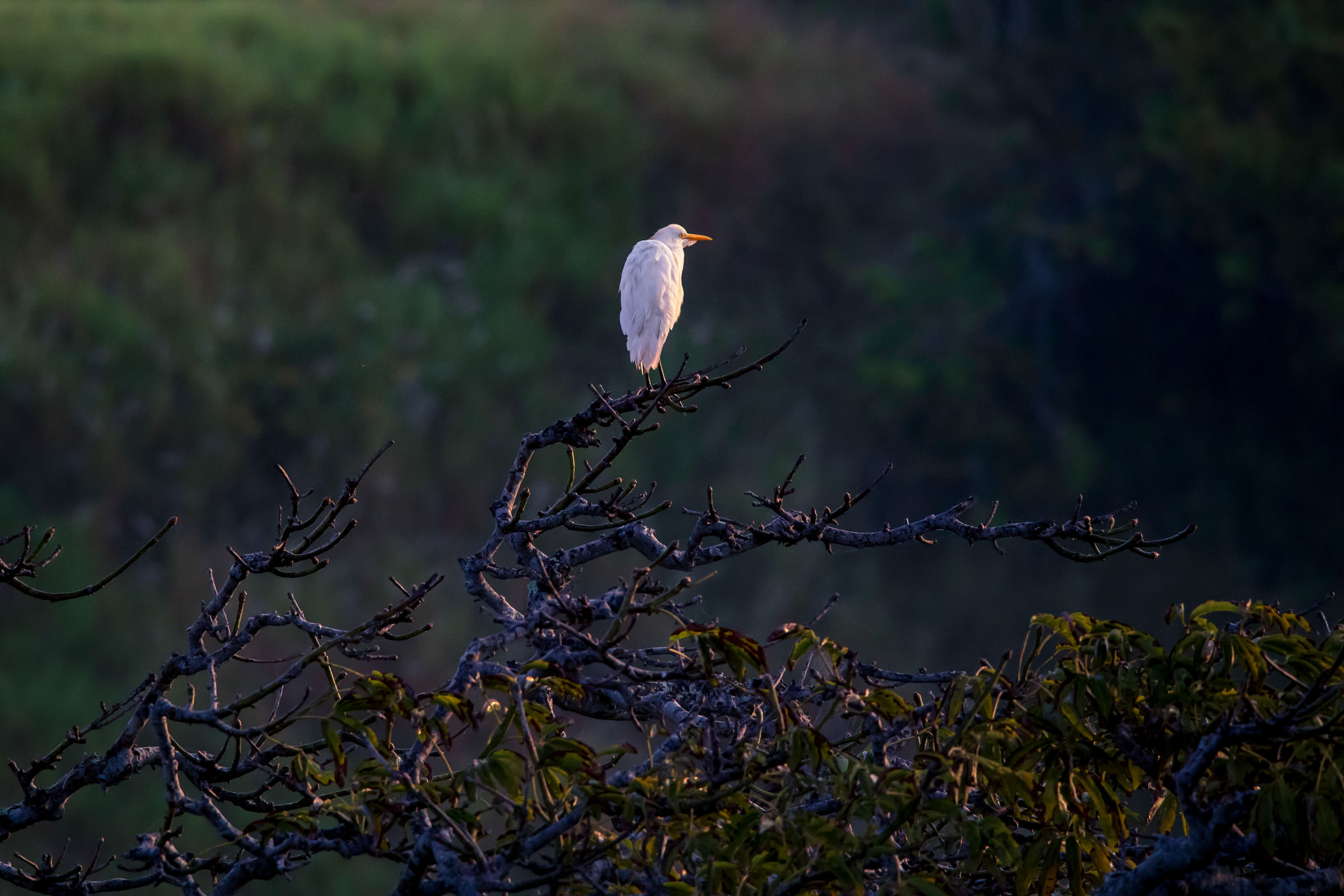 Garcilla Bueyera (Ardea ibis)